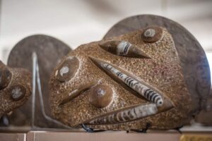 fossils-morocco